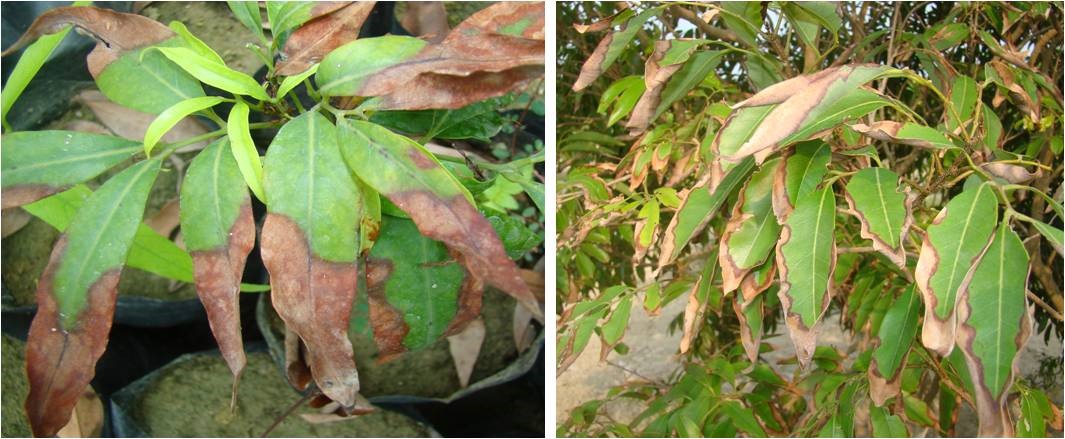 Leaf Blight: In nursery plants and In orchard on bearing tree