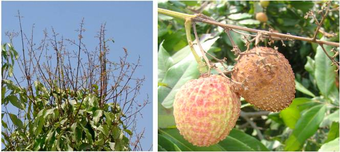 Symptoms of panicle and fruit blights
