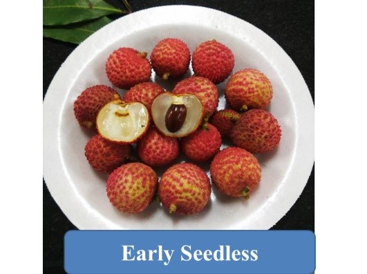Early Seedless Fruit