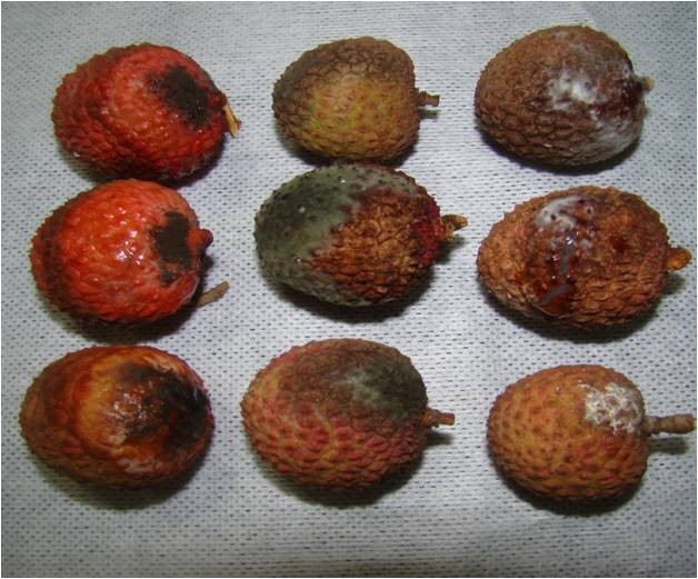 Symptoms of anthracnose on fruits