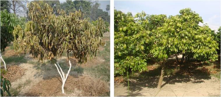 Wilt: Symptoms on young plant (Left) and on early symptoms on a bearing trees (Right)