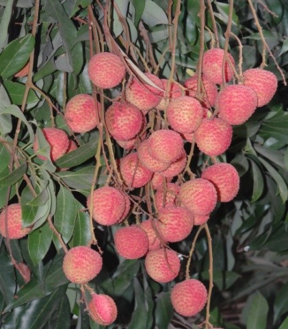 Ajhauli Fruit
