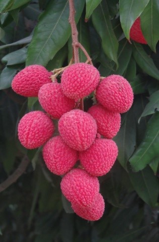 Bombai Fruit