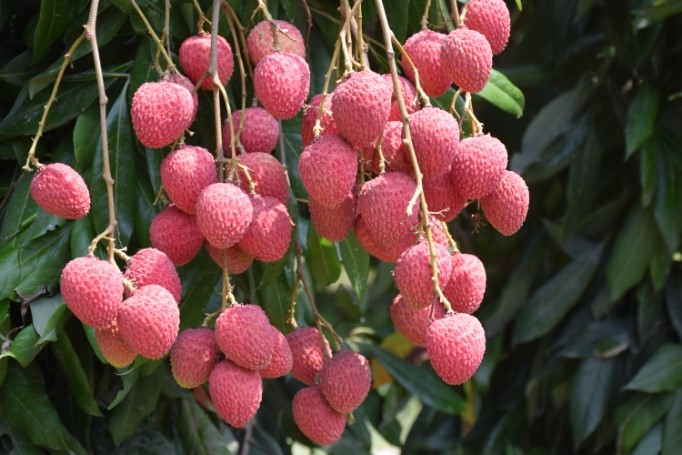 China Fruit