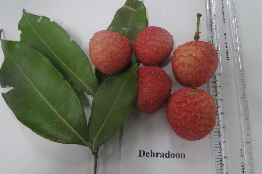 Dehradun Fruit