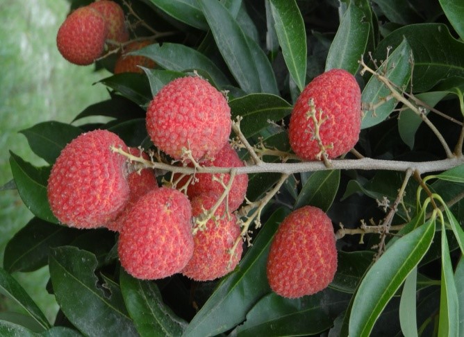 Gandaki Lalima Fruit