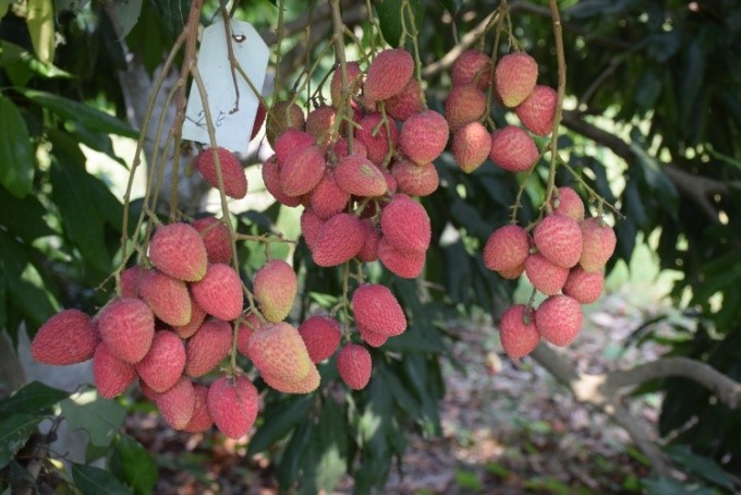 Purbi Fruit