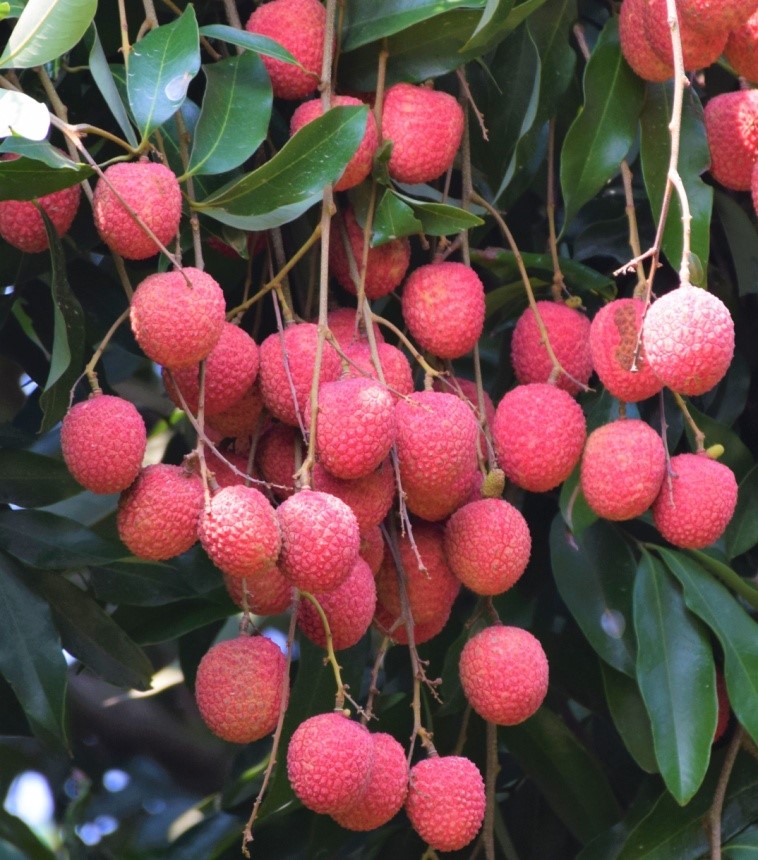 Shahi Fruit