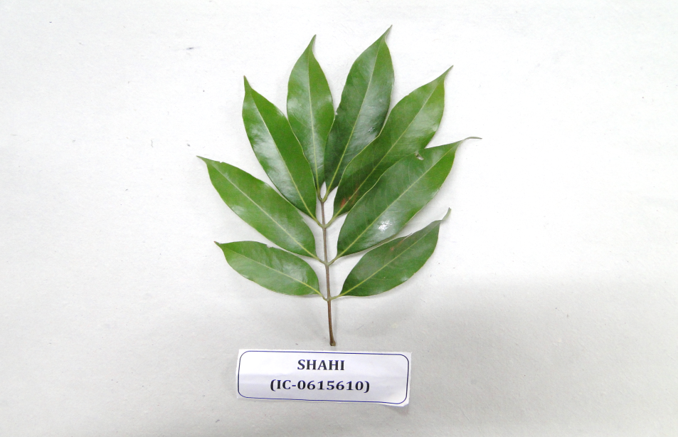Shahi Leaf